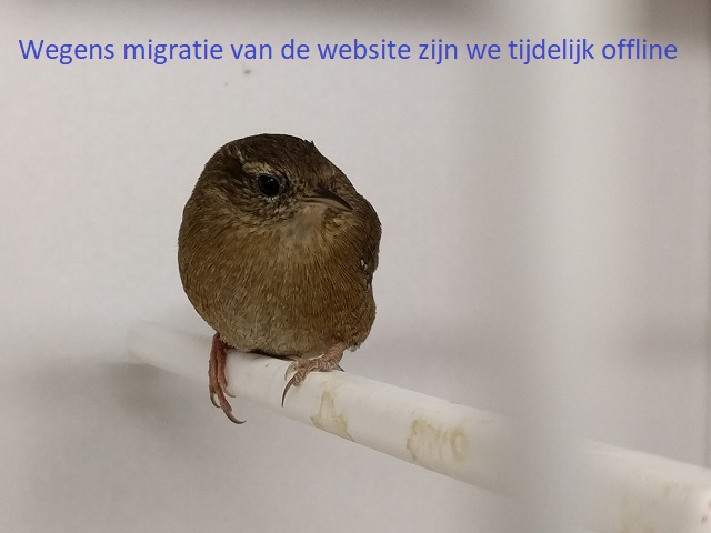 Tijdelijk offline